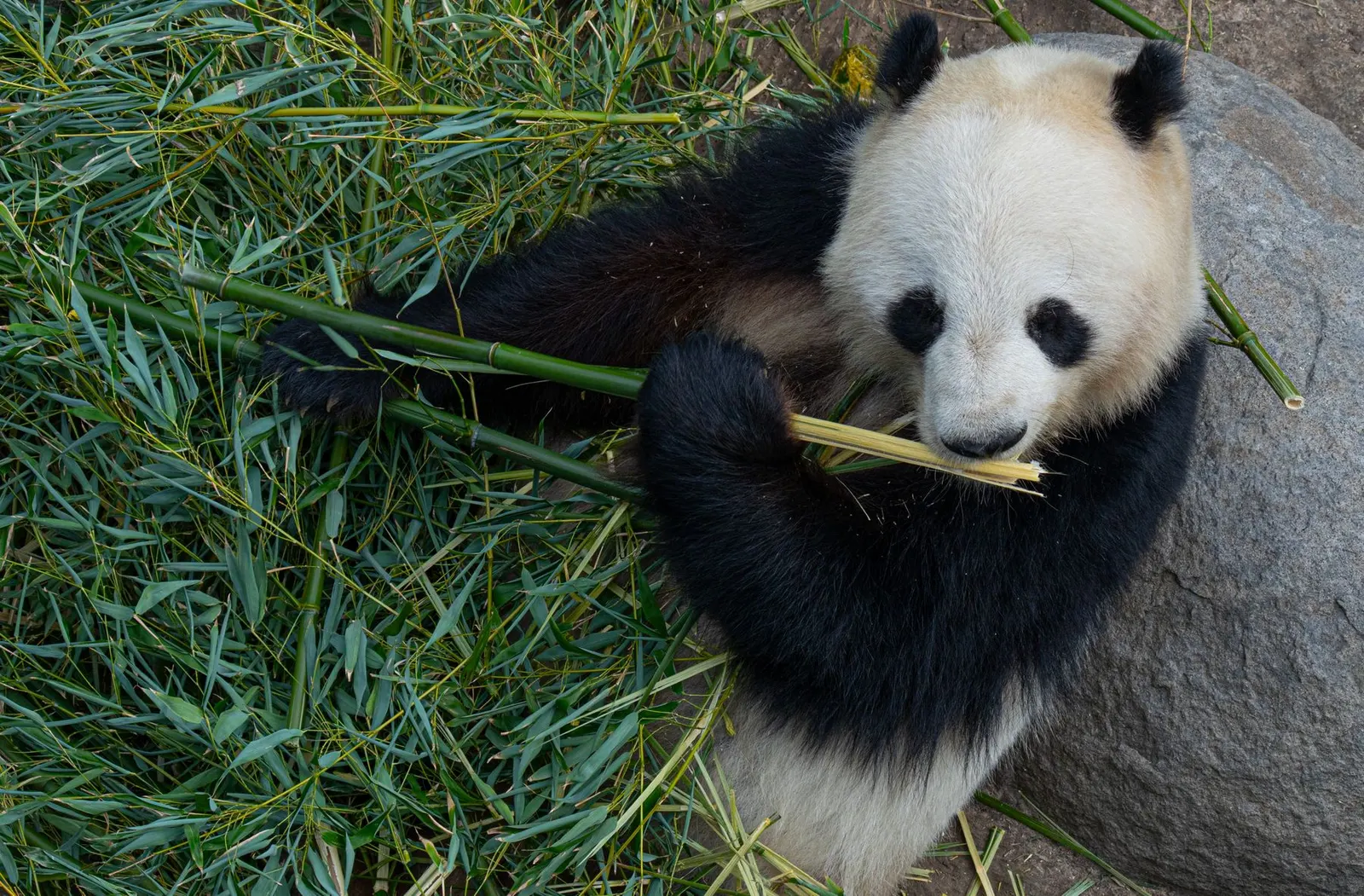 A giant panda eating bamboo, an emblem of China's protected forest reserves