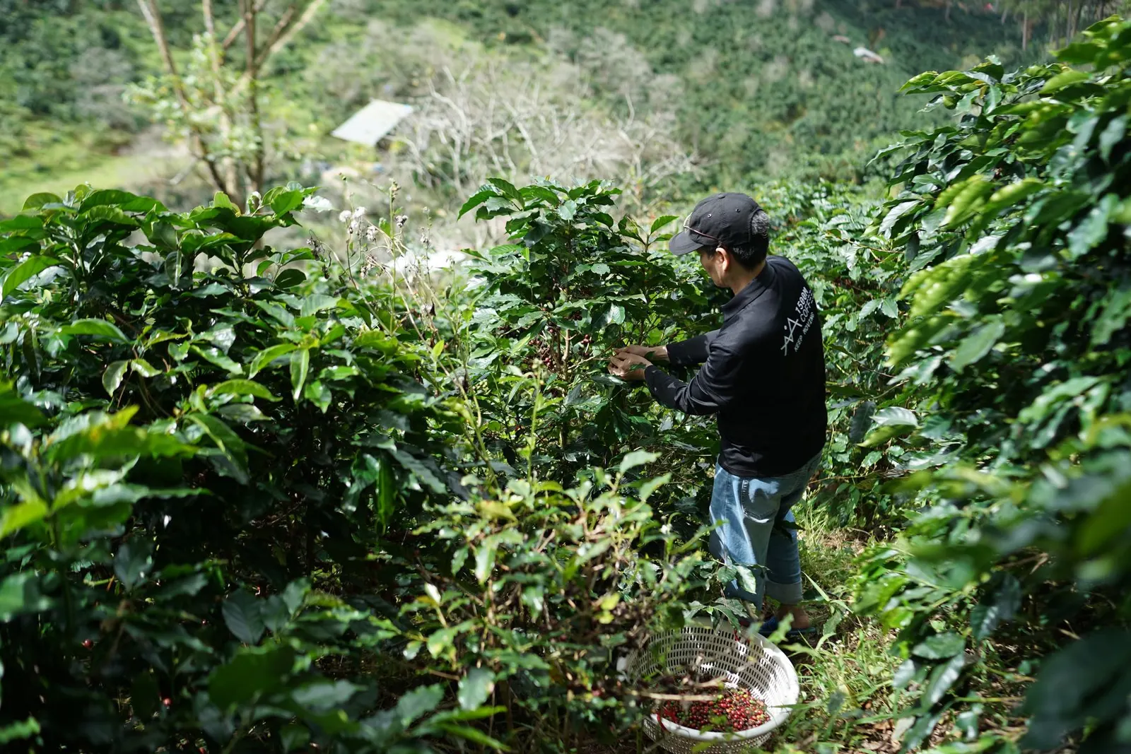 A farmer picking ripe coffee cherries by hand on a steep, green hillside plantation