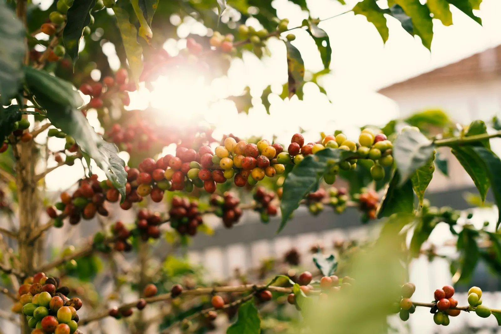 Sunlit coffee cherries ripening on the branch, red and yellow against green leaves