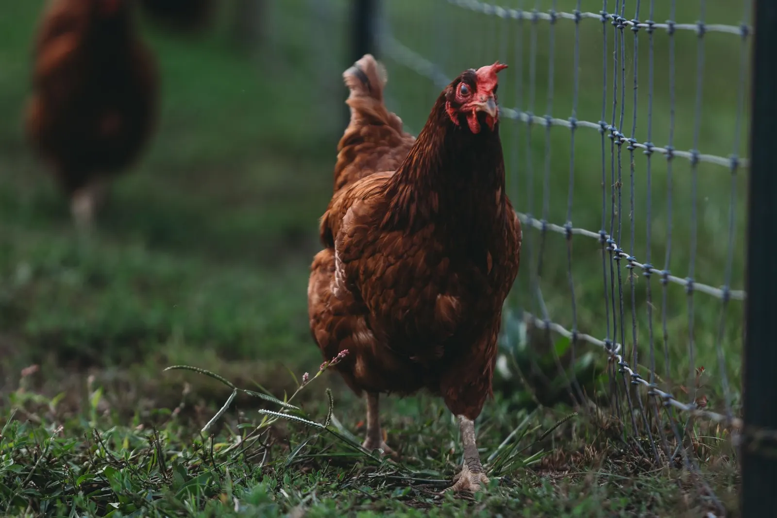 A brown hen standing near a wire fence on a lush green field