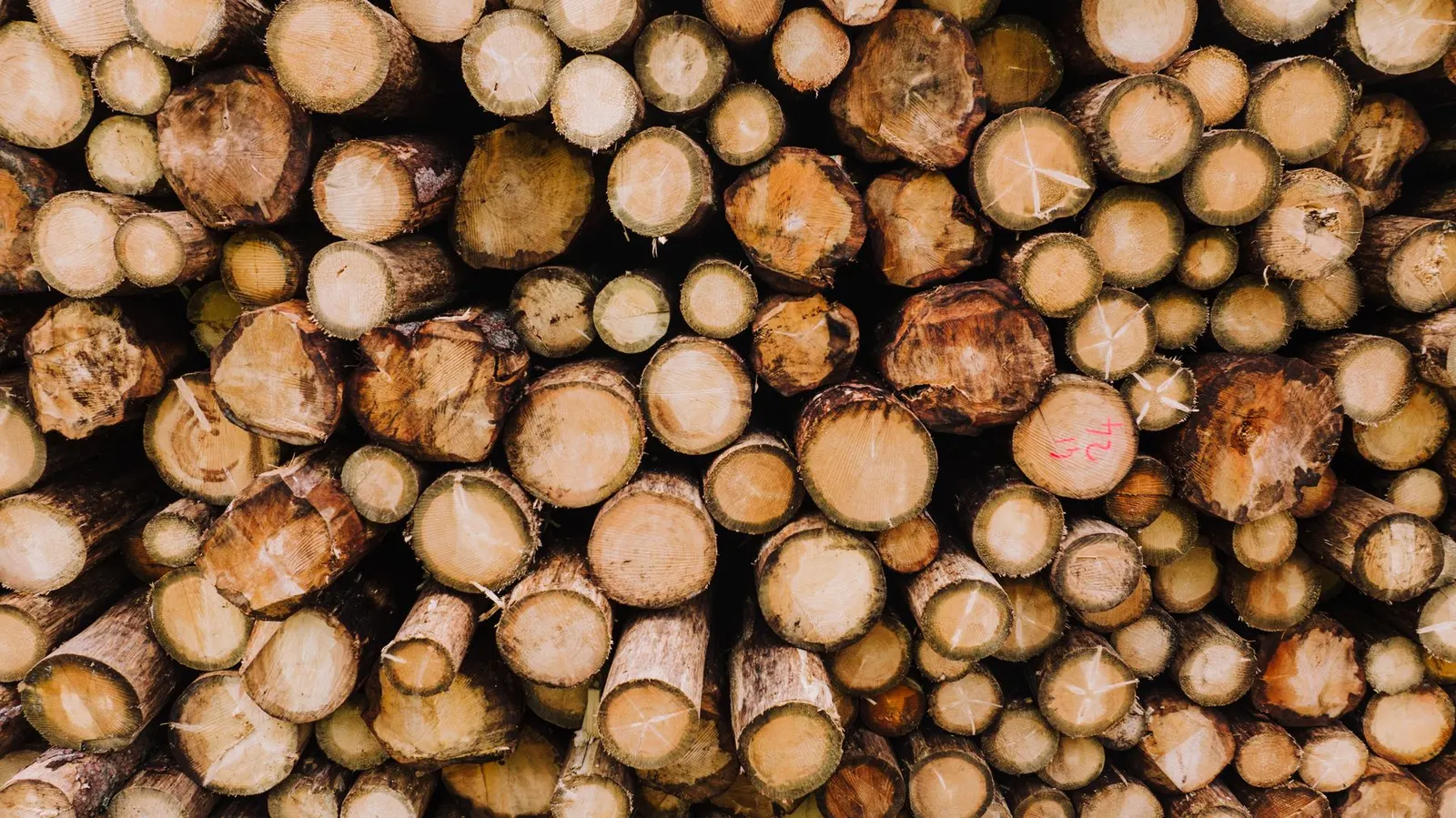A collection of stacked timber logs, showcasing natural textures in an outdoor forest environment
