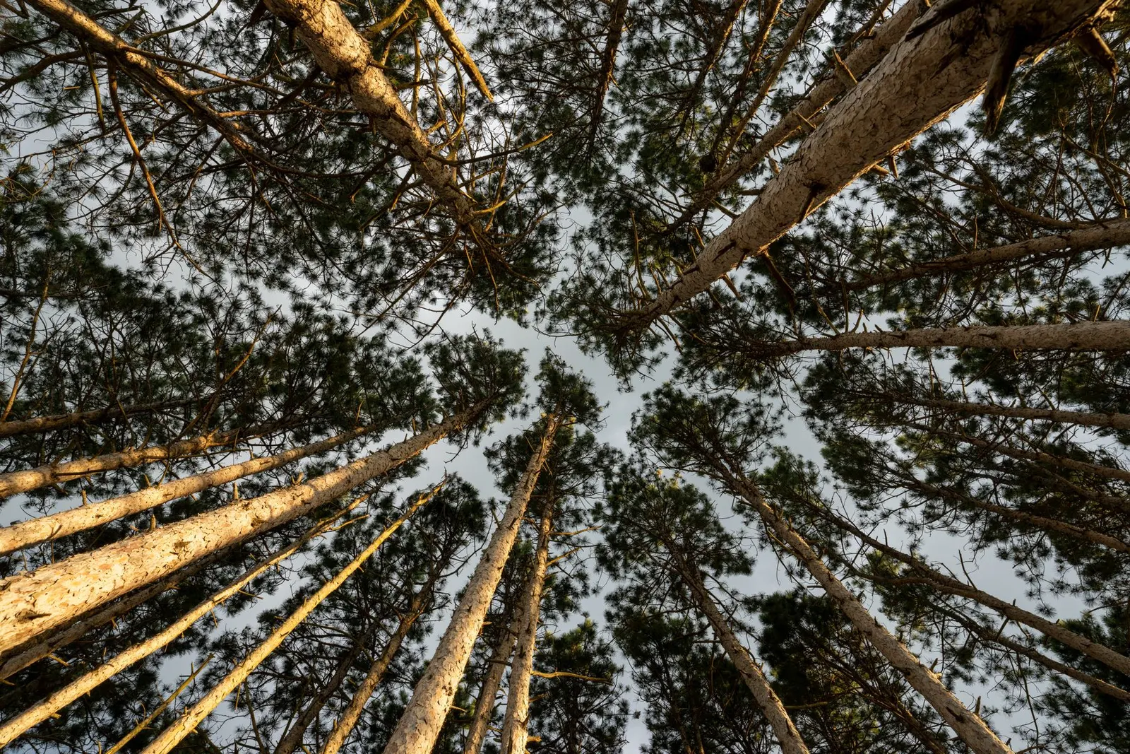 Low angle view of towering evergreen pine trees in a dense forest, showcasing nature's beauty