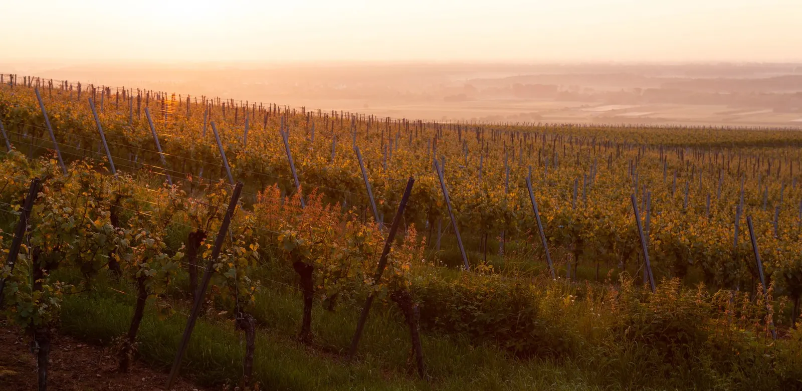 Golden sunset casting warm hues over expansive vineyards in Colmar, France