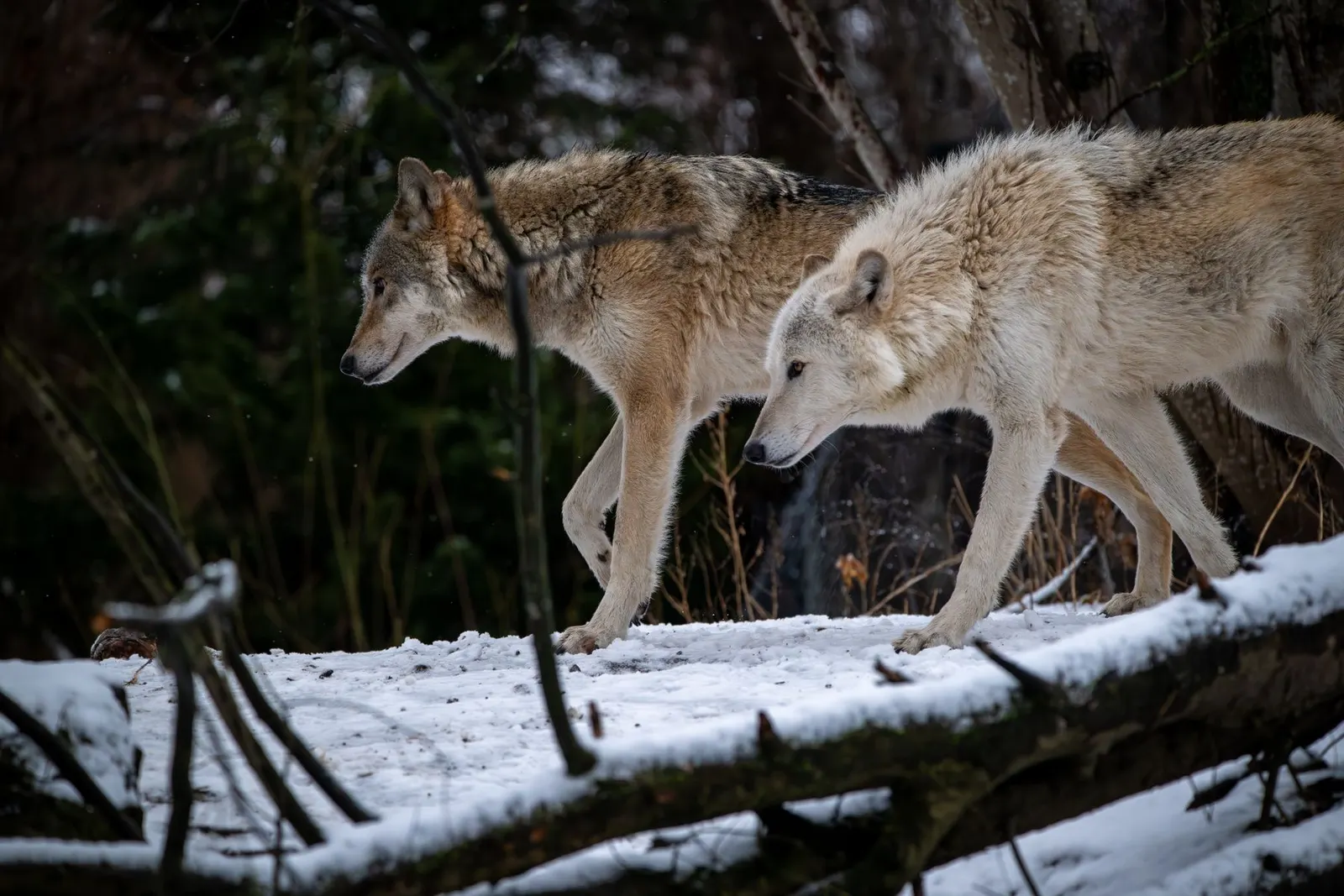 Two wolves walking through a snowy forest, side by side