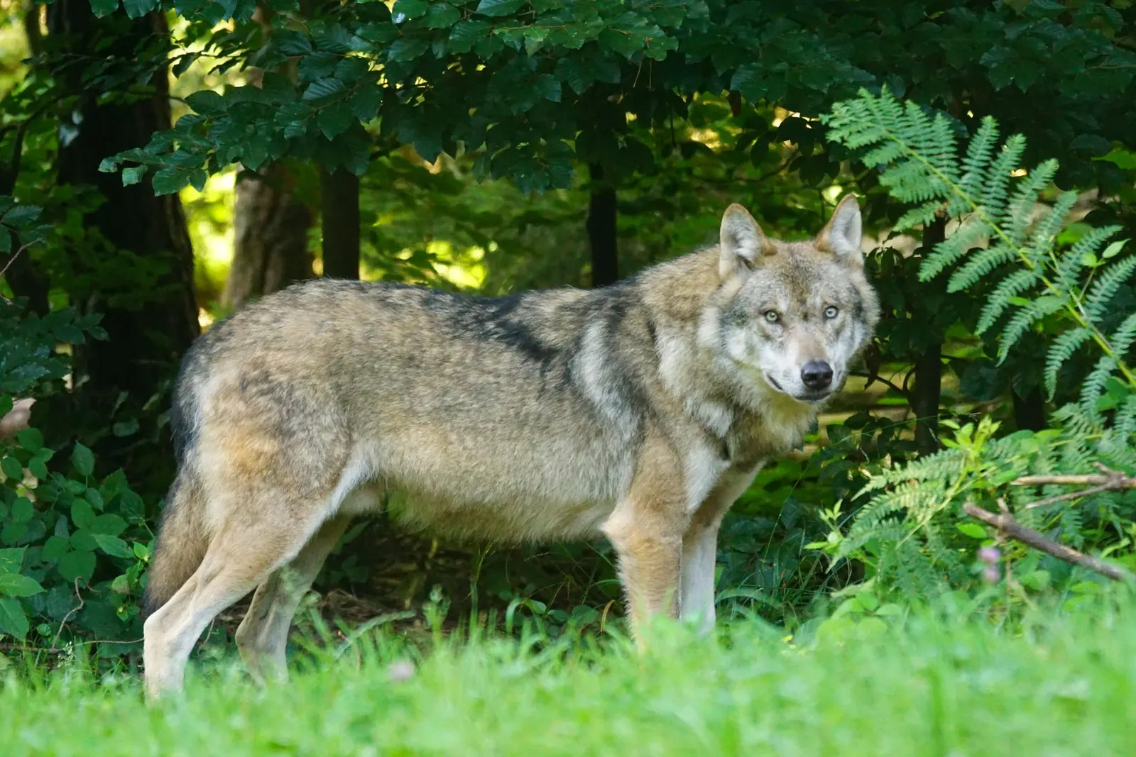A grey wolf standing amid lush greenery, alert and wild
